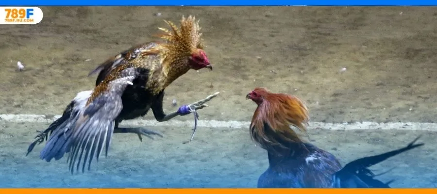 Đá gà Thomo – Sân chơi gà chọi nổi tiếng bậc nhất hiện nay