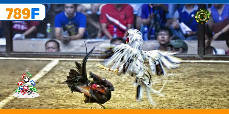 Gà Nòi – Trò Chơi Cá Cược Vô Cùng Kịch Tính Và Gay Cấn 3 Chiến kê bền bỉ tạo điểm nhấn trong cá cược trực tuyến