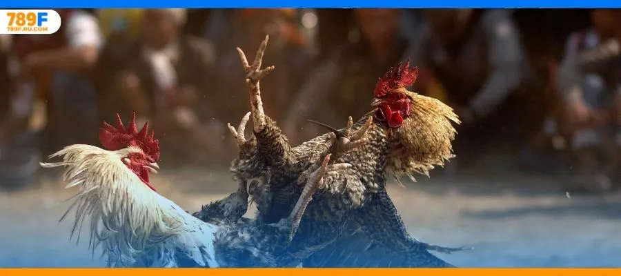 Gà Nòi – Trò Chơi Cá Cược Vô Cùng Kịch Tính Và Gay Cấn 2 Cơ bản về đá gà thomo cho kê thủ mới vô nghề
