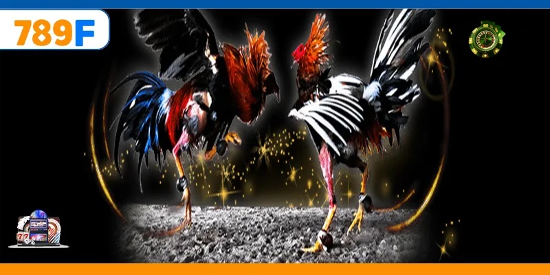 Đá Gà Đòn Và Sức Hút Trong Loại Hình Cá Cược Trực Tuyến