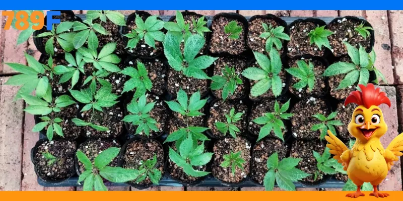 Sự Kiện 789F Từ Thiện | Lan Tỏa Yêu Thương Và Giá Trị 4 Câu chuyện thành công từ dự án