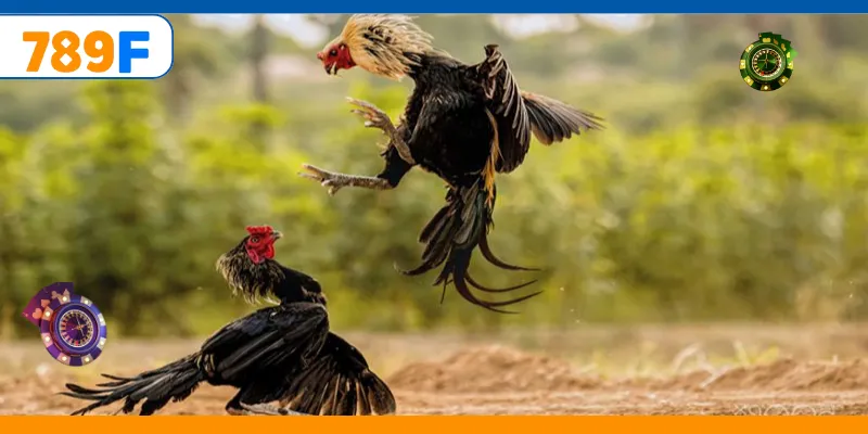 Trải nghiệm cá cược đá gà cựa dao online hấp dẫn